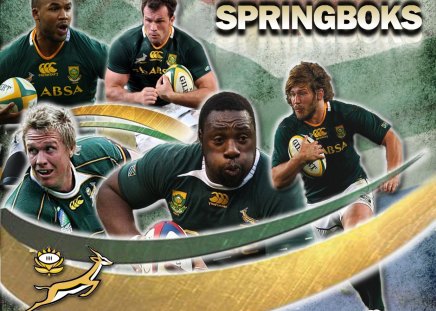 Springboks - springboks, springbok rugby, bokke, rugby