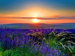 Field at sunrise