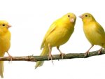 yellow canariesas yellow bird for friendship