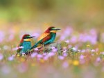 European Bee-eaters