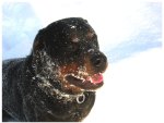 Rottweiler in Snow