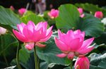 Pink Lotus