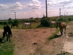 Arabian horses