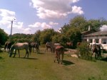 Arabian horses