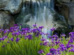 Waterfall Iris