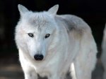 white wolf