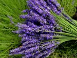 Lavender stalks