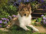 Sheltie Puppy