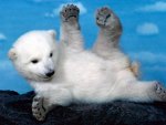 Whoops!  Polar Bear Cub