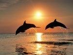 Bottlenose Dolphins Jumping at Sunset