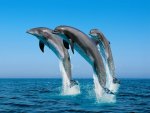 Jumping Bottlenose Dolphins