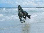 Black Andalusian Horse Running on the Beach