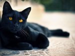 *** Black Cat ***