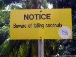 Beware of Falling Coconuts