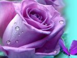 Lilac Rose