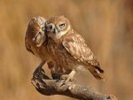 Owls Together