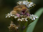 Happiness