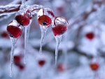 Winter Berries