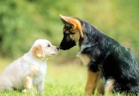 and german shepherd puppy - german, puppy, shepherd, dogs