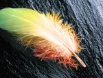 Rainbow Plume