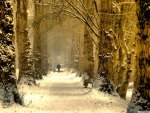 Winter Walk