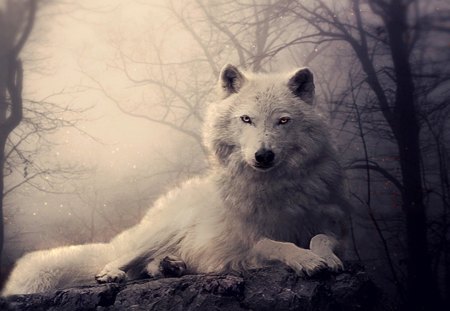 white wolf waiting - waiting, for, wolf, in, in a forest, something