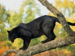 Black panther on a tree