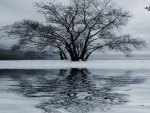 Winter Flight