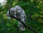 Ural Owls