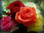 Colorful Roses