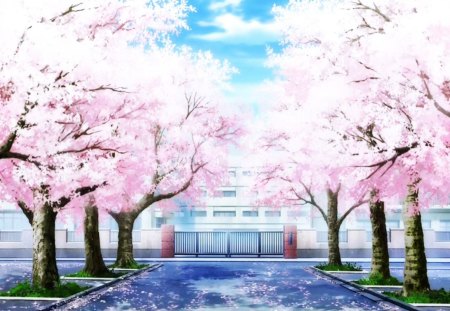 Cherry Blossoms - anime, scenery, blossom, scene, plant, view, sky, house, gate, sakura, cherry blossom, beautiful, road, scenic, beauty, lovely, sakura blossom, flower, petals, tree, street, nature, cloud, floral, building