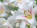 Lilies~A Symbol of Easter