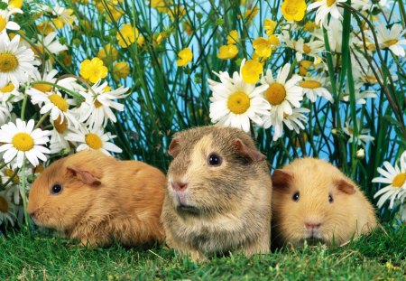 Guinea pig - flowers, cute, guinea pig, animals