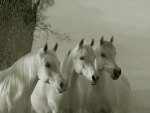 Arabian Horses