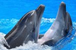 beautiful  dolphins playing