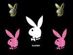 Playboy Bunnies