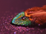 Rainbow feather