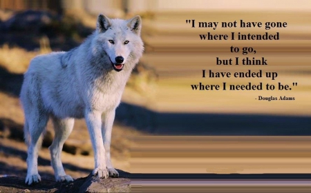 wolf art - wolfrunning, snow, dog, mythical, the pack, wisdom beautiful, grey wolf, timber, canis lupus, abstract, spirit, friendship, howling, grey, white, nature, arctic, wallpaper, majestic, wolf, canine, pack, wild animal black, wolf wallpaper, winter, wolf pack, quotes, howl, wolves, black, lobo, lone wolf, solitude