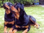 Focused Rottweilers