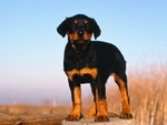 Doberman Puppy