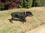 Puppy Rottie