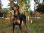 Great Doberman 