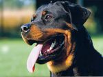 Happy Rottweiler