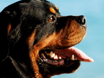 Rottweiler Portrait