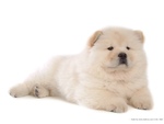 Chow Chow Puppy