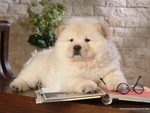 Nerdy Chow Chow