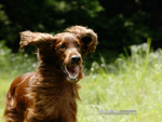 Speeding Irish Setter