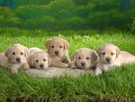 LAB PUPPIES