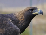 Golden Eagle