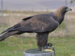 Golden Eagle